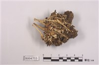 藏品(菊花石蕊)的圖片